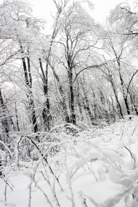 snow on trees