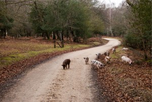 pigs on road
